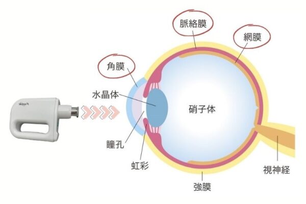 目の免疫力強化